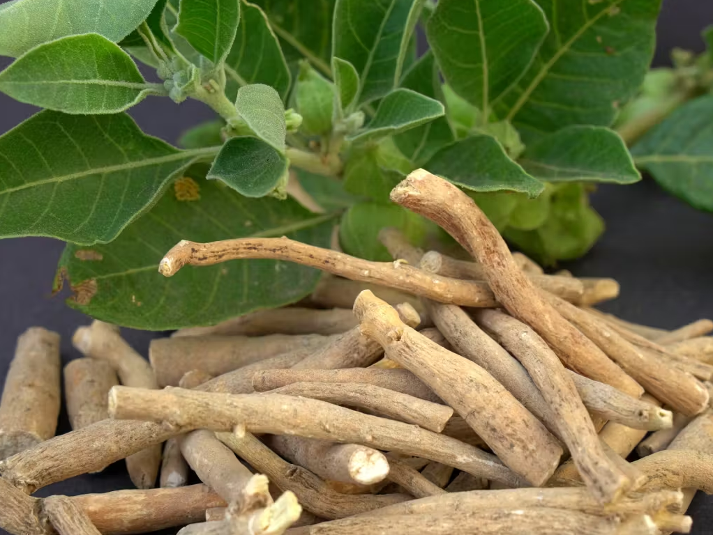 10 Possible Reasons Why You Should Drink Ashwagandha Tea Every Night?