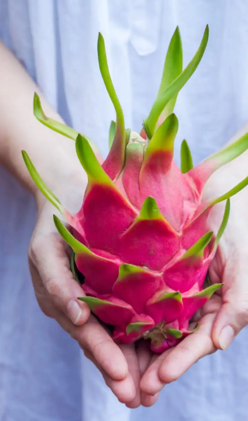 10 Reasons Why You Should Include Dragon Fruit in Your Fruit Diet