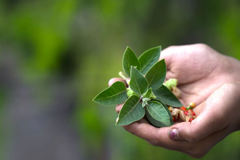 10 Possible Reasons Why You Should Drink Ashwagandha Tea Every Night?